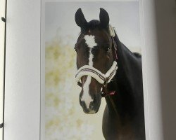 horse Little Joe 302 (Deutsches Sportpferd, 2003, from Littlefield)