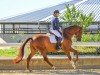 dressage horse Bastille S (Oldenburg, 2018, from Callaho's Benicio)