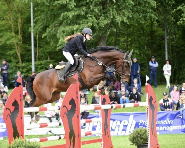 jumper Dialon 6 (German Sport Horse, 2015, from Dipylon)