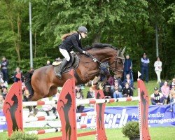 jumper Dialon 6 (German Sport Horse, 2015, from Dipylon)