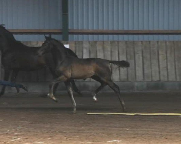 dressage horse Maxwell (Oldenburg, 2020, from Maracana)