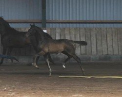 dressage horse Maxwell (Oldenburg, 2020, from Maracana)