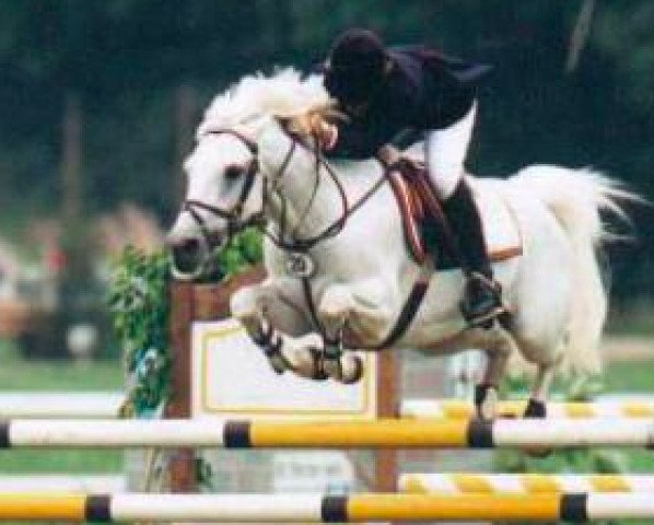 stallion Naughty van Graaf Janshof (Connemara Pony, 1980, from Atlantic Curragh)