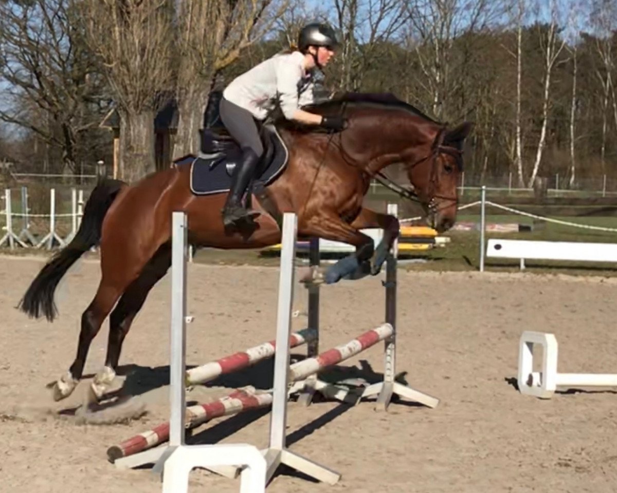 Springpferd Conthagia (Rheinländer, 2015, von Conthargos)