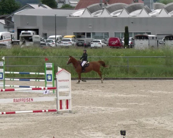 Reitturnier Werdenberg 2024