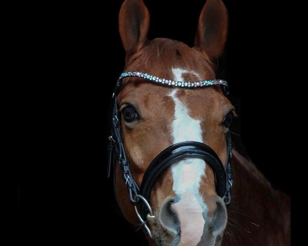 Zuchtstute Dancing Queen 238 (Deutsches Reitpony, 2011, von Don Diabolo NRW)