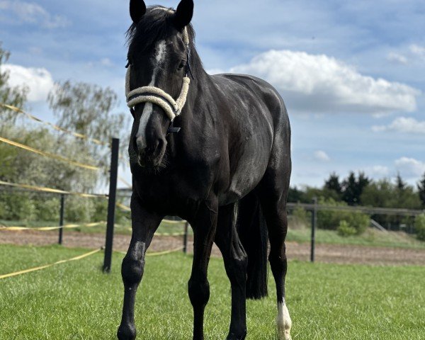 jumper Nikita 546 (German Sport Horse, 2019, from Naskari de Reve)