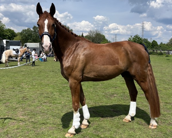 dressage horse Bocelli Amo (Hanoverian, 2016, from Bon Coeur)