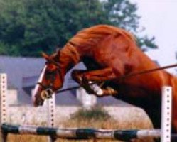 broodmare Joga de Prat (French Pony, 1997, from Derby d'Oc)