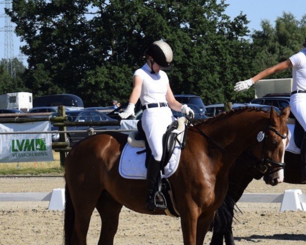 dressage horse Forest 36 (Westphalian, 2010, from For Contest)