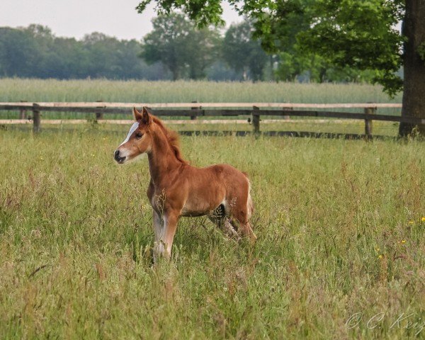 Dressurpferd HK Günther is my Name (Deutsches Reitpony, 2021, von Global Champion WE)