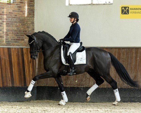 stallion Nashville Star LMD (KWPN (Royal Dutch Sporthorse), 2018, from Desperados FRH)