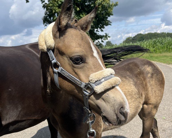 dressage horse Tears of Love YM (German Riding Pony, 2023, from Double Cream)