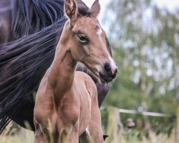 dressage horse Call me Inge JP (German Riding Pony, 2021, from Can Dance 3)