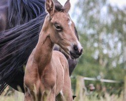 dressage horse Call me Inge JP (German Riding Pony, 2021, from Can Dance 3)