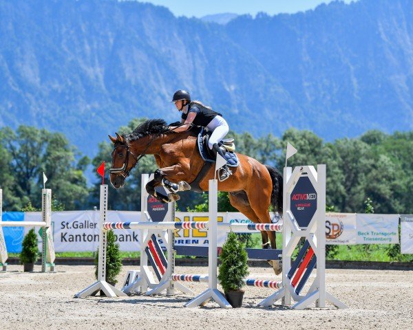 jumper Canamor THC (anglo european sporthorse, 2016, from Caruso de Trebox)