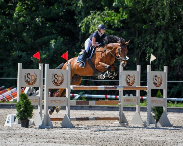 jumper Canamor THC (anglo european sporthorse, 2016, from Caruso de Trebox)