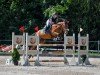 jumper Canamor THC (anglo european sporthorse, 2016, from Caruso de Trebox)