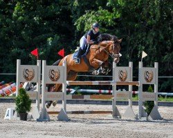 jumper Canamor THC (anglo european sporthorse, 2016, from Caruso de Trebox)