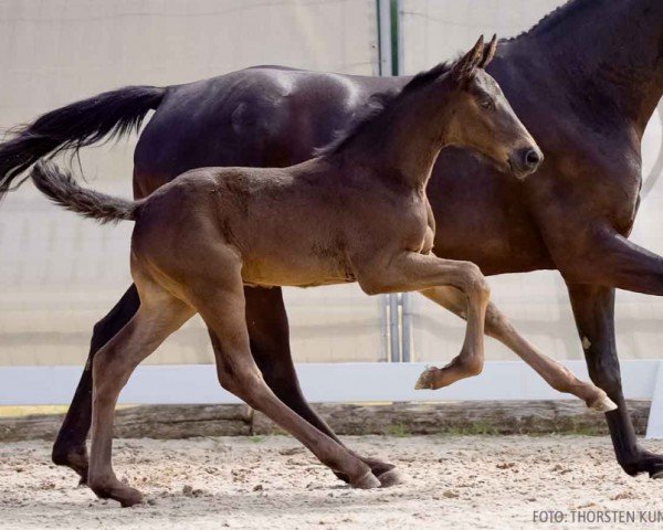 foal by Salesforce (Hanoverian, 2024, from Santos)