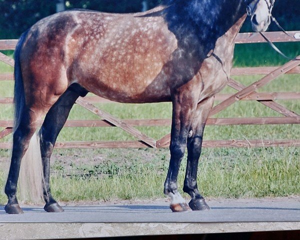 dressage horse Tortuga 4 (Czech Warmblood, 2006)