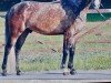 dressage horse Tortuga 4 (Czech Warmblood, 2006)