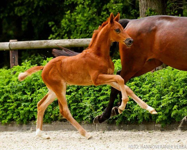 Fohlen von Be mine (Hannoveraner, 2024, von Bonds)