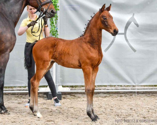 foal by Madeira (Hanoverian, 2024, from Mclaren)