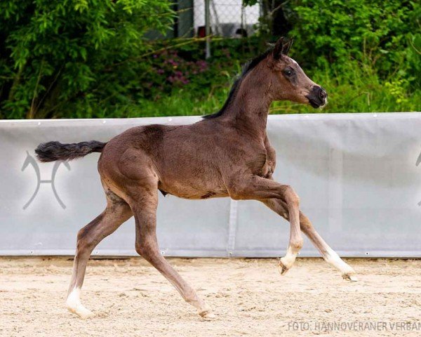 foal by Venturo's Queen UW (Hanoverian, 2024, from Venturo)