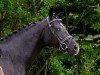 broodmare For Queen (Hanoverian, 2018, from For Romance I)