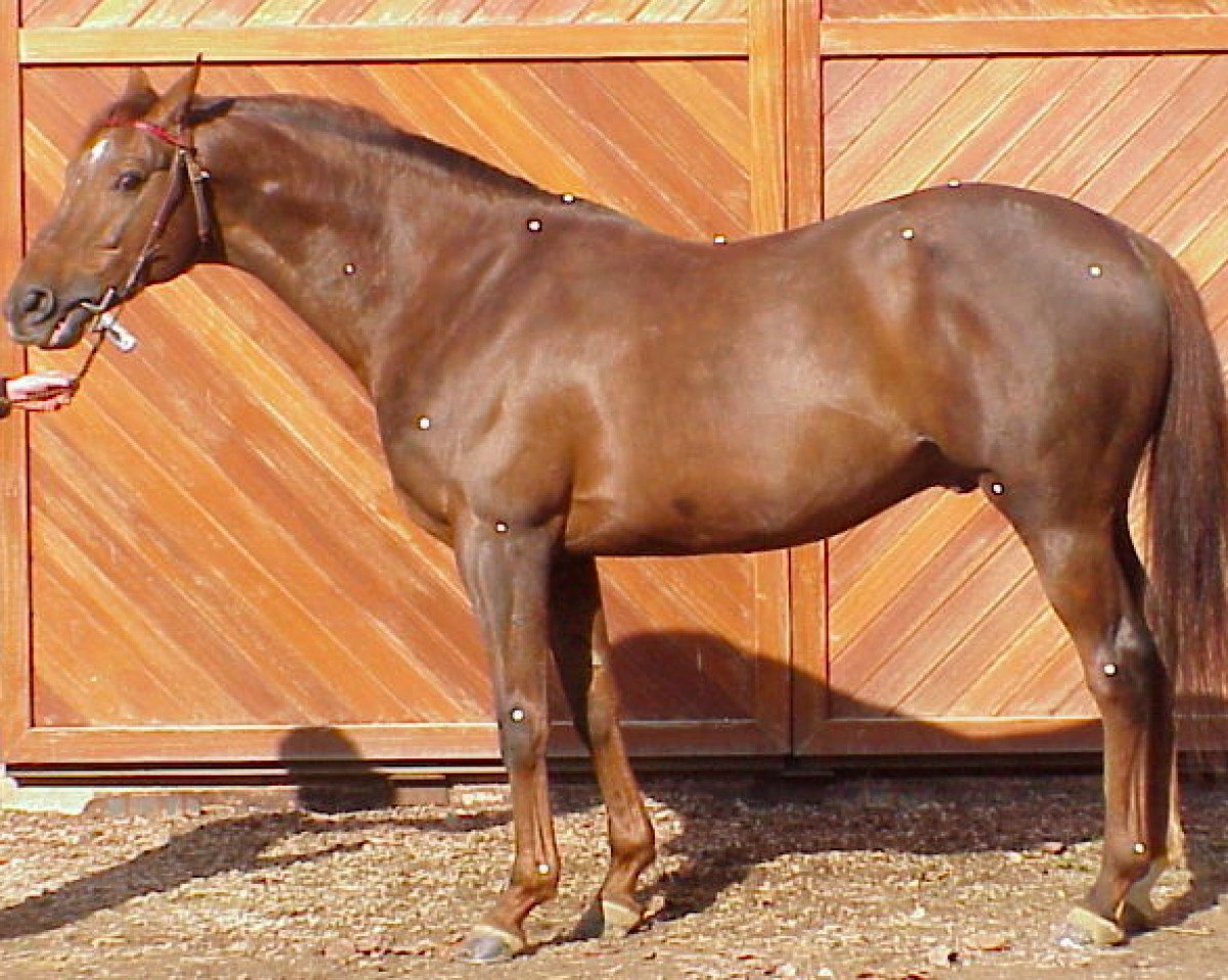 stallion Derby d'Oc (Arabian purebred, 1991, from Gaverdi x)