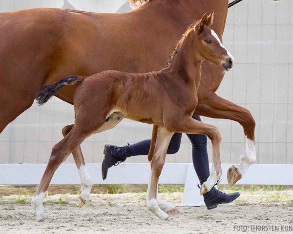 foal by Fritz R (Hanoverian, 2024, from Franco Nero)