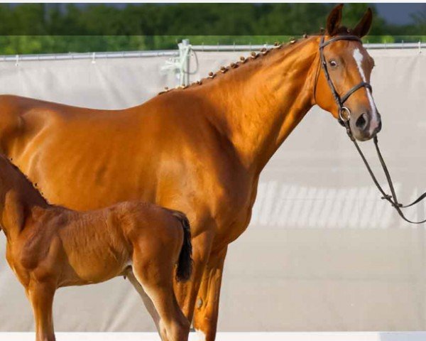 broodmare Dorothee K (Hanoverian, 2020, from D'Olympus)