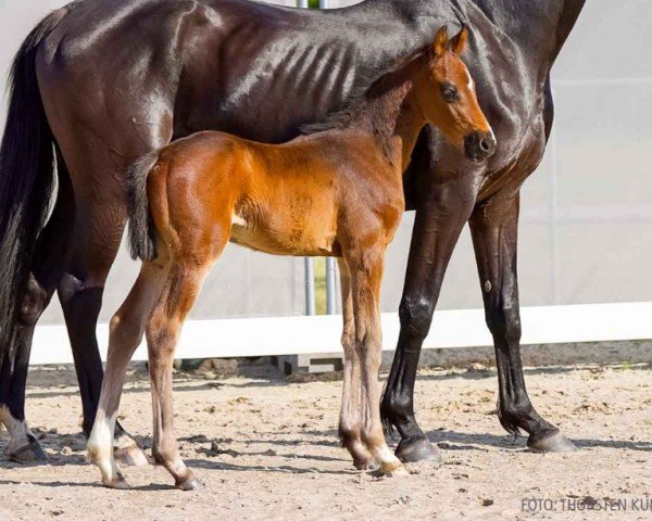 foal by Fabio FB (Hanoverian, 2024, from Federer)