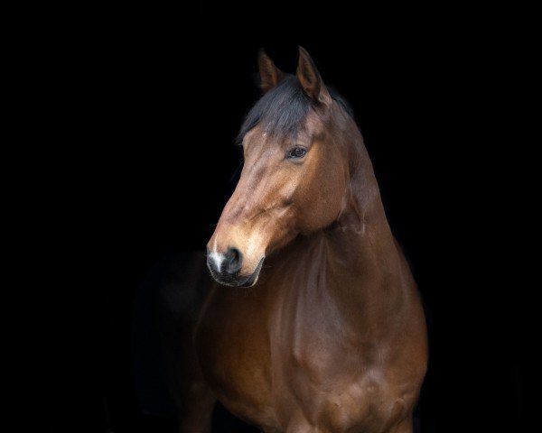 jumper Chuck 39 (Oldenburg show jumper, 2012, from Check In 2)