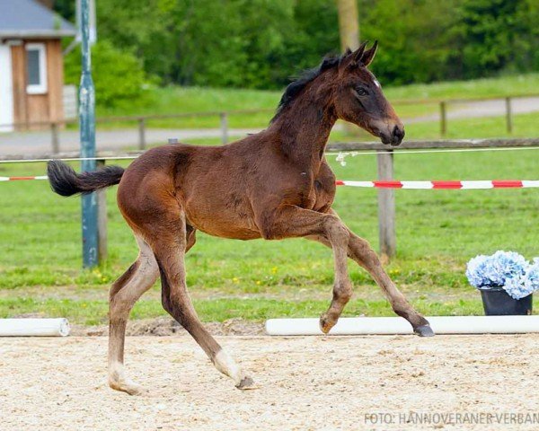 foal by Bacardi K (Hanoverian, 2024, from Bloomingdale)