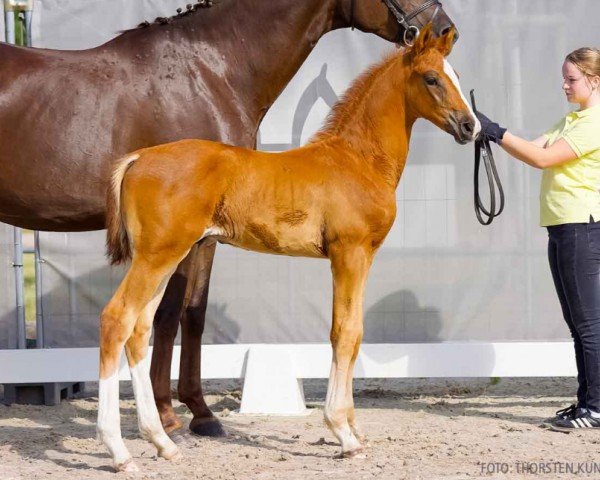 foal by Sigi (Hanoverian, 2024, from Secret Escape 9)