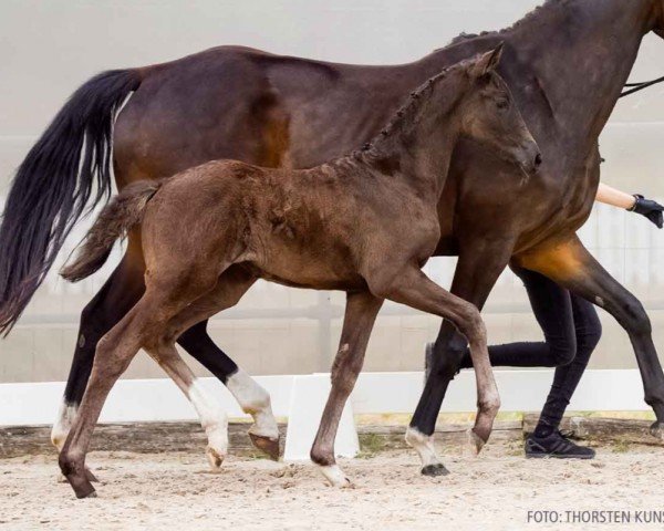 foal by Svea (Hanoverian, 2024, from Segantini 6)