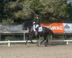 dressage horse Franziskaner P (Hanoverian, 2020, from Franziskus FRH)