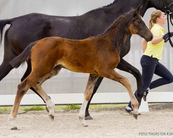 foal by Bewundernswert (Hanoverian, 2024, from Bonhoeffer)