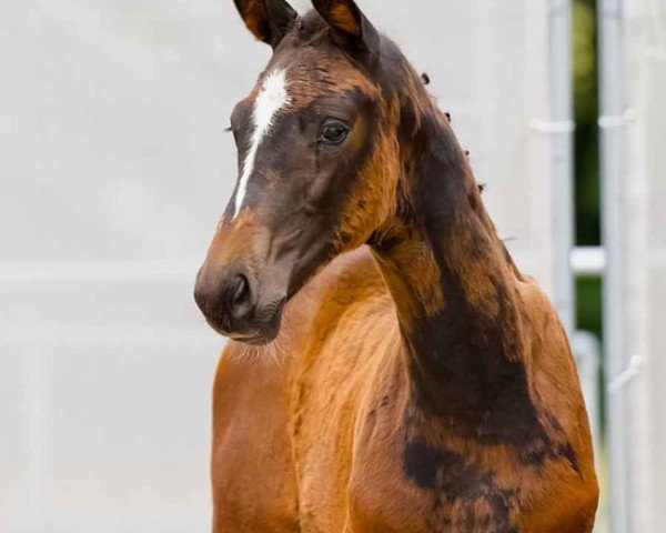 foal by Bewundernswert (Hanoverian, 2024, from Bonhoeffer)