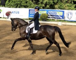 dressage horse Dallenia (Trakehner, 2013, from E.H. Millennium)