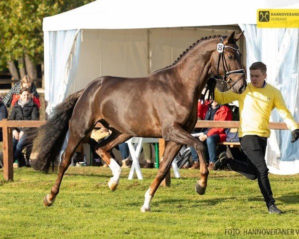 stallion Filox (Hanoverian, 2019, from Fidertanz)