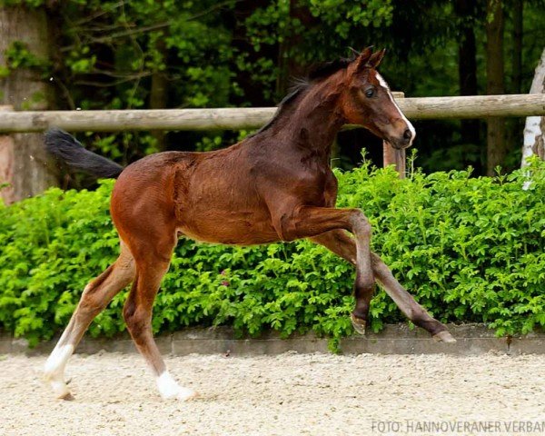 foal by Fayola (Hanoverian, 2024, from Fürst Wilhelm)