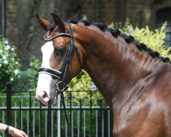 stallion Volltreffer (German Sport Horse, 2019, from Villeneuve)