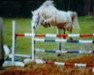 Zuchtstute Nickie II (Französisches Pony, 1979, von Islam Sparrow Kim)
