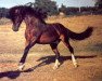 stallion Rhon Lyndon (Welsh-Cob (Sek. D), 1983, from Twyford Duke)