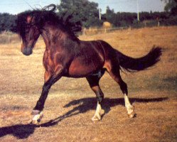 Deckhengst Rhon Lyndon (Welsh-Cob (Sek. D), 1983, von Twyford Duke)