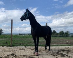 dressage horse Rugby Star2 (Oldenburg, 2003, from Rubin Royal OLD)