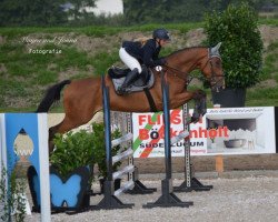 jumper Percy Jackson 13 (Hanoverian, 2016, from Perigueux)